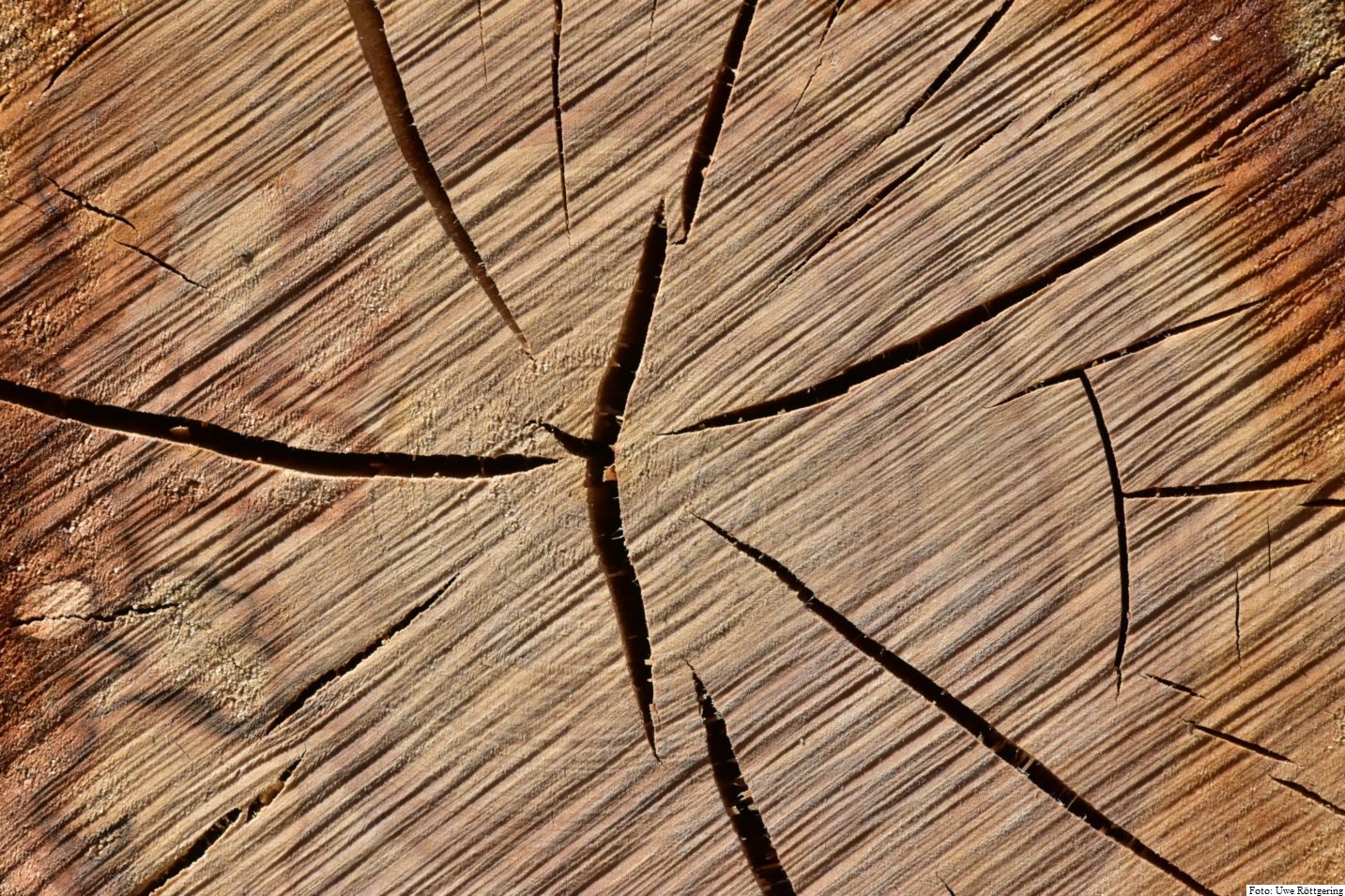 Schnittfläche eines Holzstamms; Foto: Uwe Röttgering